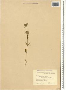 Helianthemum ledifolium subsp. lasiocarpum (Jacques & Herincq) Nyman, Caucasus, Armenia (K5) (Armenia)