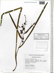 Sparganium erectum L., Eastern Europe, Moscow region (E4a) (Russia)