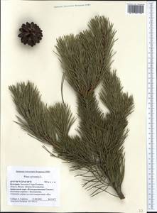 Pinus sylvestris L., Western Europe (EUR) (Bulgaria)