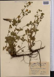 Potentilla chrysantha subsp. chrysantha, Middle Asia, Western Tian Shan & Karatau (M3)
