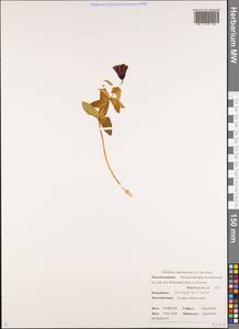 Fritillaria camschatcensis (L.) Ker Gawl., Siberia, Chukotka & Kamchatka (S7) (Russia)