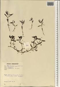 Oldenlandia corymbosa L., Africa (AFR) (Ghana)