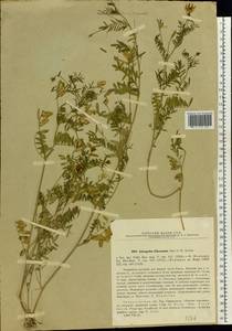 Astragalus clerceanus Iljin & Krasch., Eastern Europe, Eastern region (E10) (Russia)