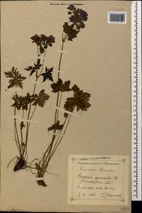 Geranium gymnocaulon DC., Caucasus, Krasnodar Krai & Adygea (K1a) (Russia)