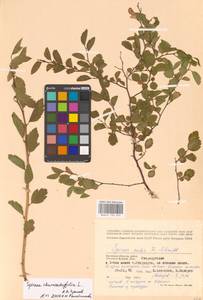 Spiraea chamaedryfolia L., Eastern Europe, Western region (E3) (Russia)
