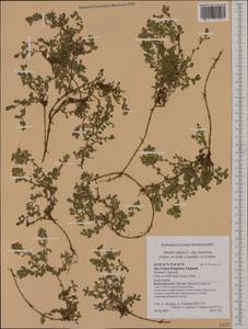 Ononis spinosa subsp. procurrens (Wallr.)Briq., Western Europe (EUR) (United Kingdom)