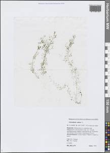 Utricularia minor L., Siberia, Baikal & Transbaikal region (S4) (Russia)