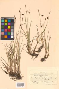 Carex pluriflora Hultén, Siberia, Chukotka & Kamchatka (S7) (Russia)