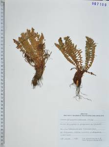 Dryopteris fragrans (L.) Schott, Siberia, Russian Far East (S6) (Russia)