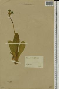 Primula elatior subsp. pallasii (Lehm.) W. W. Sm. & Forrest, Siberia, Western Siberia (S1) (Russia)