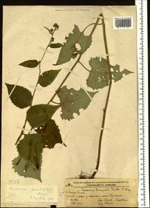 Saussurea grandifolia Maxim., Siberia, Russian Far East (S6) (Russia)