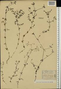Galium palustre L., Eastern Europe, Central forest region (E5) (Russia)