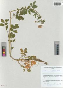 KUZ 005 411, Cardamine macrophylla Willd., Siberia, Altai & Sayany Mountains (S2) (Russia)