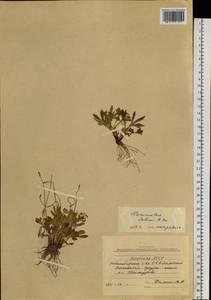 Ranunculus sabinei R. Br., Siberia, Yakutia (S5) (Russia)
