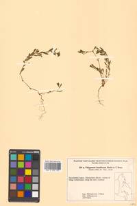 Polygonum humifusum Mert. ex K. Koch, Siberia, Chukotka & Kamchatka (S7) (Russia)