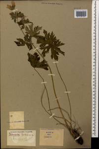 Geranium ibericum Cav., Caucasus (no precise locality) (K0)