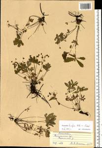 Potentilla humifusa Willd., Eastern Europe, Central forest-and-steppe region (E6) (Russia)