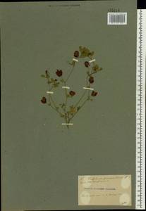 Trifolium campestre Schreb., Eastern Europe (no precise locality) (E0) (Not classified)
