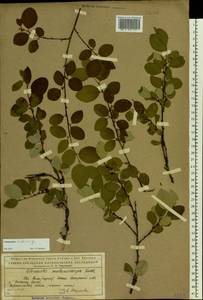 Cotoneaster integerrimus Medik., Eastern Europe, Northern region (E1) (Russia)