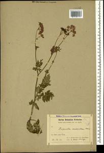 Pimpinella rhodantha Boiss., Caucasus, Armenia (K5) (Armenia)