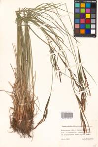 Carex omskiana × acuta, Eastern Europe, Moscow region (E4a) (Russia)