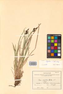 Carex stylosa C.A.Mey., Siberia, Russian Far East (S6) (Russia)