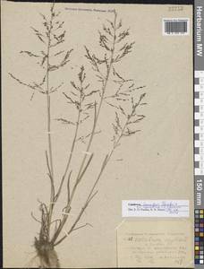 Catabrosa aquatica (L.) P.Beauv., Eastern Europe, Central region (E4) (Russia)