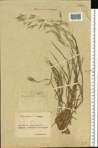 Bromus arvensis L., Eastern Europe, Rostov Oblast (E12a) (Russia)