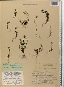 Lomatogonium carinthiacum (Wulfen) Rchb., Caucasus, North Ossetia, Ingushetia & Chechnya (K1c) (Russia)