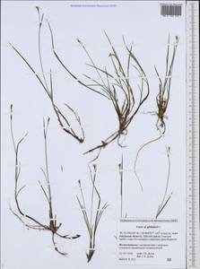 Carex globularis L., Siberia, Russian Far East (S6) (Russia)