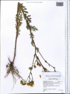 Jacobaea vulgaris subsp. vulgaris, Middle Asia, Northern & Central Tian Shan (M4) (Kyrgyzstan)