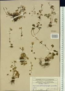 Saxifraga sibirica L., Siberia, Western (Kazakhstan) Altai Mountains (S2a) (Kazakhstan)