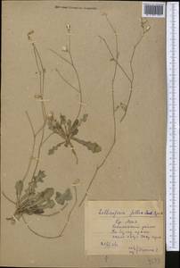 Launaea procumbens (Roxb.) Amin, Middle Asia, Syr-Darian deserts & Kyzylkum (M7) (Uzbekistan)