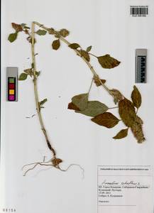 Amaranthus retroflexus L., Siberia, Altai & Sayany Mountains (S2) (Russia)