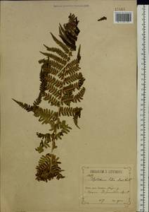 Dryopteris filix-mas (L.) Schott, Eastern Europe, Central forest-and-steppe region (E6) (Russia)