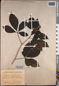 Eleutherococcus sessiliflorus (Rupr. & Maxim.) S. Y. Hu, Siberia, Russian Far East (S6) (Russia)