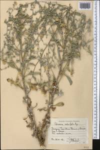 Pulicaria salviifolia Bunge, Middle Asia, Western Tian Shan & Karatau (M3) (Uzbekistan)