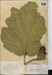 Tetrataenium olgae (Regel & Schmalh.) Manden., Middle Asia, Pamir & Pamiro-Alai (M2) (Tajikistan)