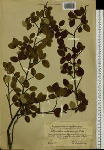 Cotoneaster melanocarpus G. Lodd., Siberia, Western Siberia (S1) (Russia)