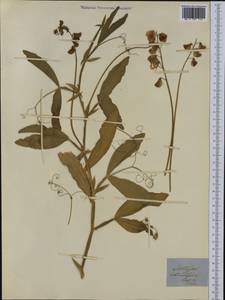 Lathyrus rotundifolius Willd., Western Europe (EUR) (Italy)