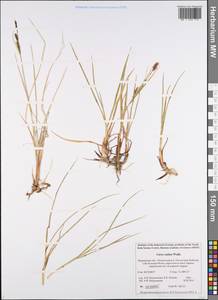 Carex salina Wahlenb., Eastern Europe, Northern region (E1) (Russia)