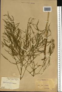 Asparagus officinalis L., Eastern Europe, North Ukrainian region (E11) (Ukraine)