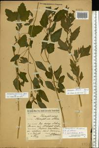Chenopodium acerifolium Andrz., Eastern Europe, Volga-Kama region (E7) (Russia)