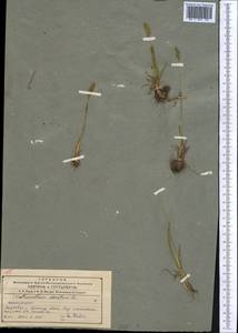 Anthoxanthum odoratum L., Middle Asia, Northern & Central Tian Shan (M4) (Kazakhstan)