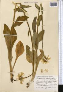 Doronicum oblongifolium A. DC., Middle Asia, Northern & Central Tian Shan (M4) (Kazakhstan)