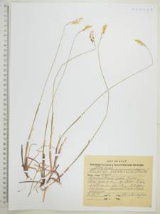 Koeleria subalpestris (Hartm.) Barberá, Quintanar, Soreng & P.M.Peterson, Siberia, Russian Far East (S6) (Russia)