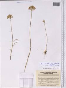 Allium delicatulum Siev. ex Schult. & Schult.f., Middle Asia, Caspian Ustyurt & Northern Aralia (M8) (Kazakhstan)