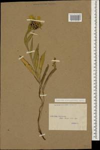 Centaurea cheiranthifolia Willd., Caucasus, Georgia (K4) (Georgia)