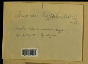 Anomodontella longifolia (Schleich. ex Brid.) Ignatov & Fedosov, Bryophytes, Bryophytes - Moscow City & Moscow Oblast (B6a) (Russia)