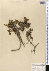 Allardia tridactylites (Kar. & Kir.) Sch. Bip., Middle Asia, Northern & Central Tian Shan (M4) (Kyrgyzstan)